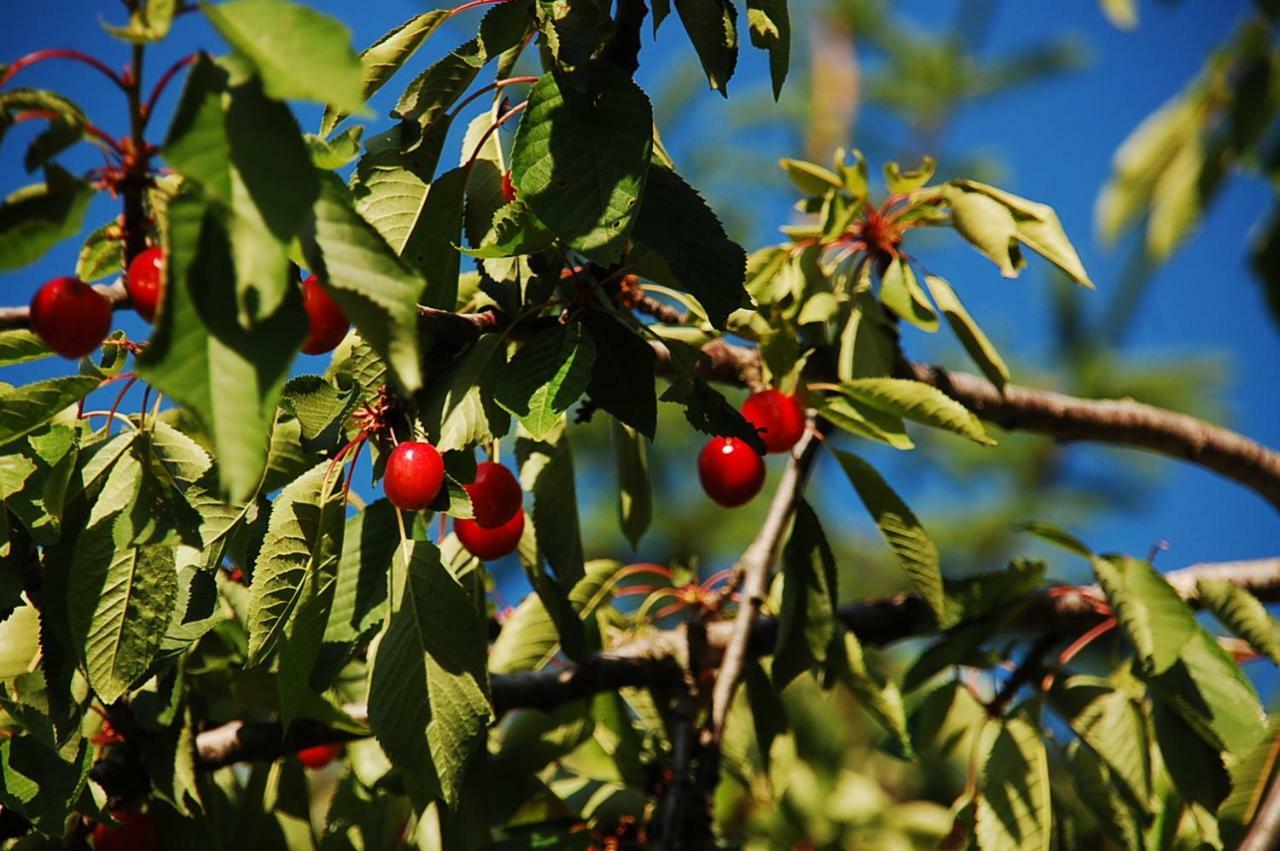 Campo Contile Farm stay Chianciano Terme